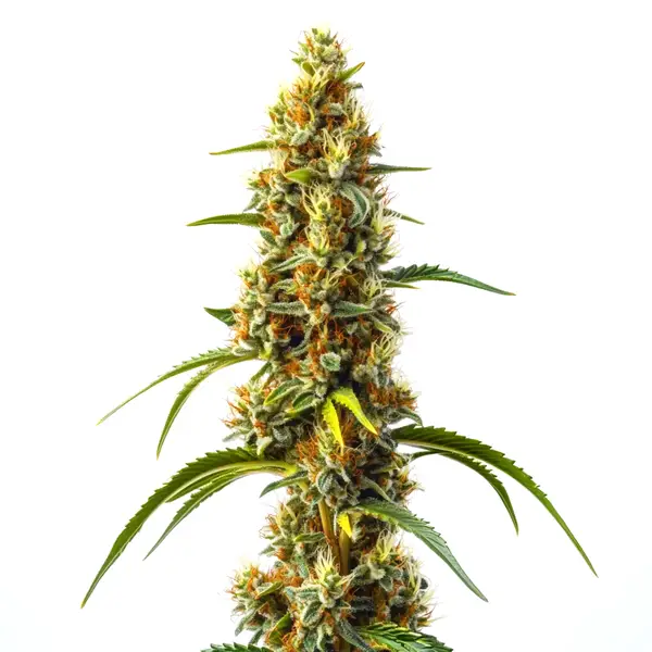 Harlequin Kimbo Kush Schnellversion CBD (Blimburn Seeds) – offizielles Produktbild
