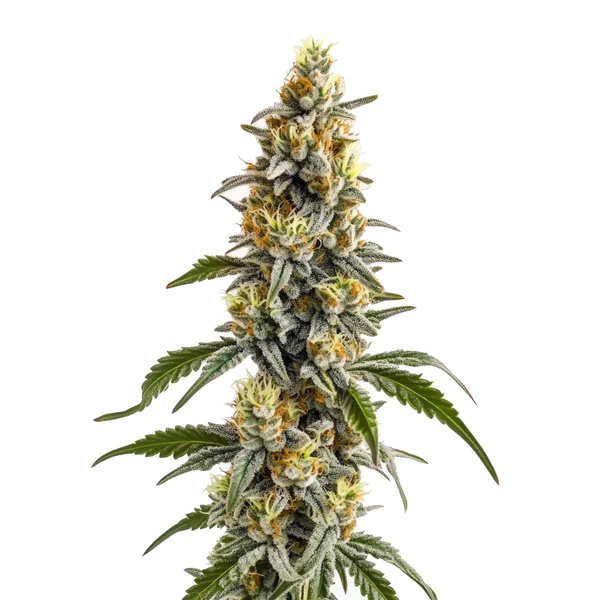 Harlequin x Bubba Kush Regulär (Blimburn Seeds) – offizielles Produktbild