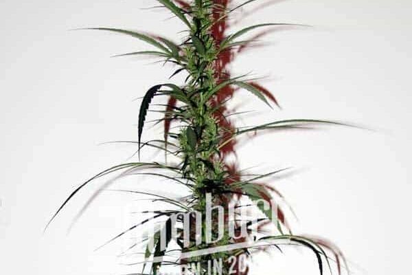 Hash Passion Regulär (Blimburn Seeds) – offizielles Produktbild