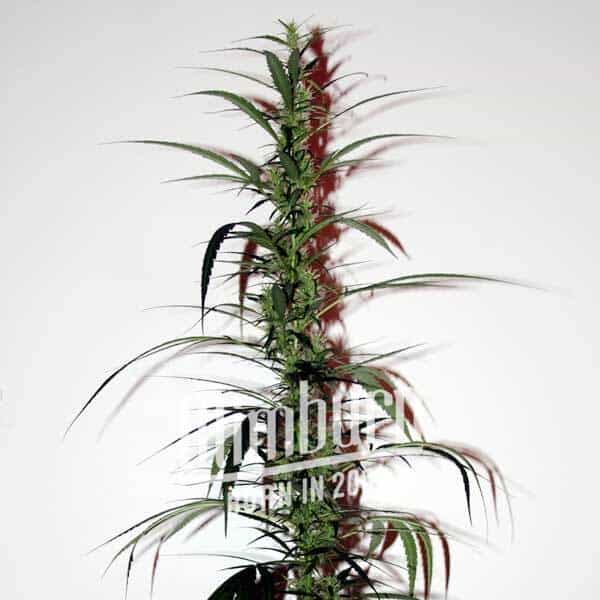 Hash Passion Regulär (Blimburn Seeds) – offizielles Produktbild