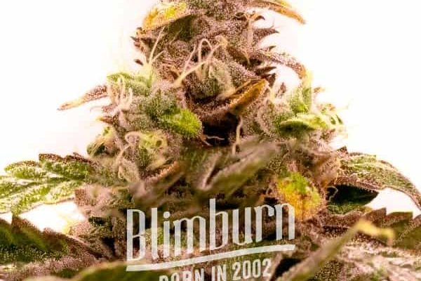 Hawaii x Purple Skunk Regulär (Blimburn Seeds) – offizielles Produktbild