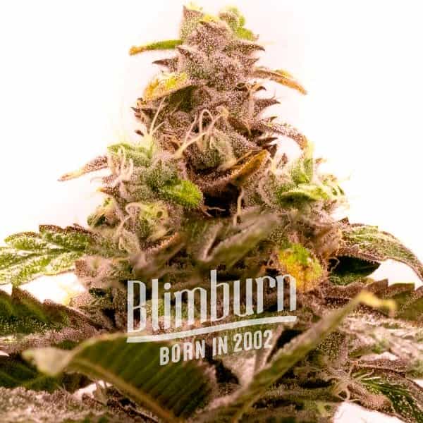 Hawaii x Purple Skunk Regulär (Blimburn Seeds) – offizielles Produktbild