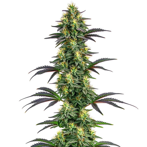 Hawaii x Purple Skunk (Blimburn Seeds) – offizielles Produktbild