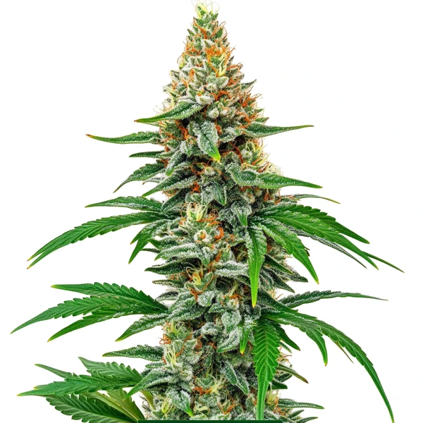 Hawaiian Snow (Blimburn Seeds) – offizielles Produktbild