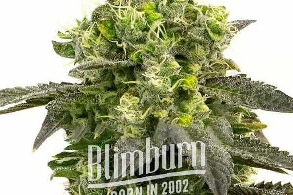 Haze Auto (Blimburn Seeds) – offizielles Produktbild