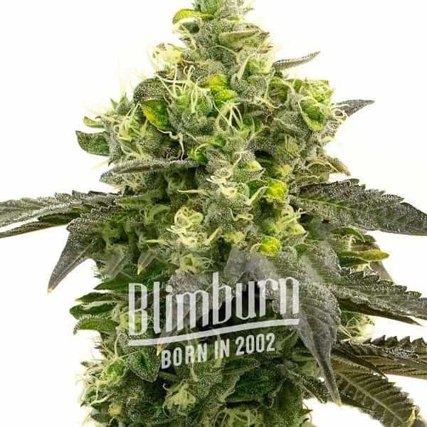 Haze Auto (Blimburn Seeds) – offizielles Produktbild