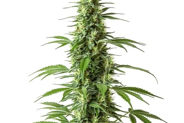 CBD Haze (1:1) (Blimburn Seeds) – offizielles Produktbild