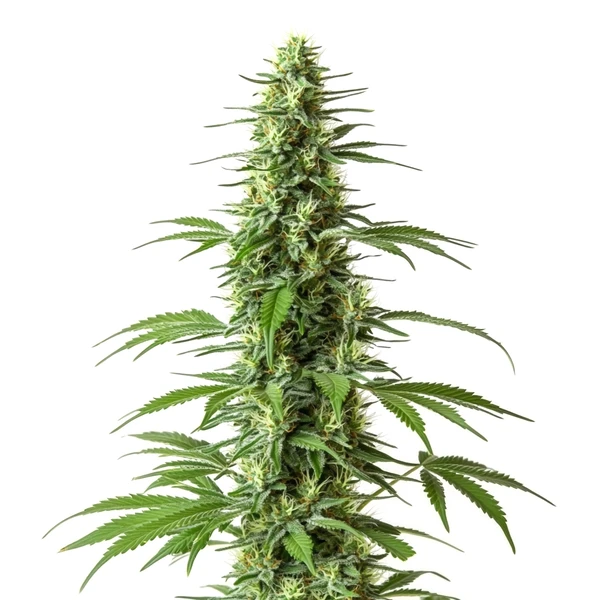CBD Haze (1:1) (Blimburn Seeds) – offizielles Produktbild