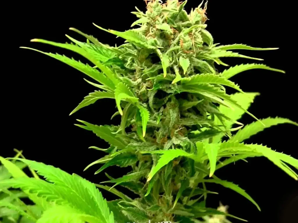Haze XL Auto (Blimburn Seeds) – offizielles Produktbild