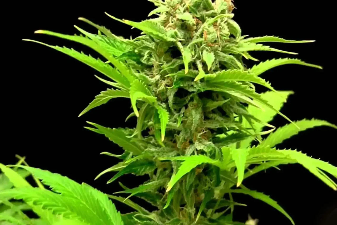 Haze XL Auto (Blimburn Seeds) – offizielles Produktbild