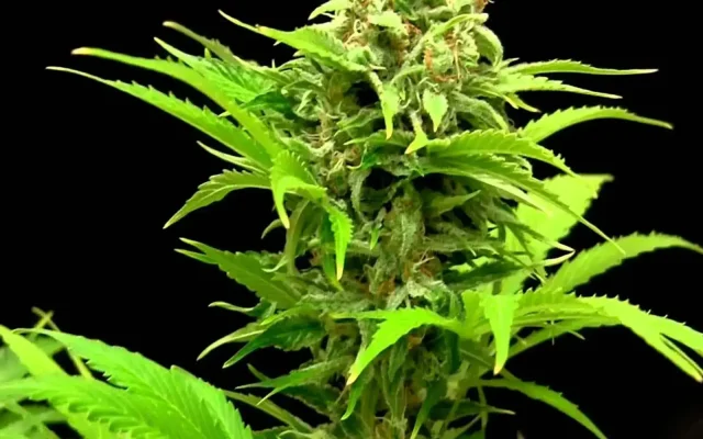 Haze XL Auto (Blimburn Seeds) – offizielles Produktbild