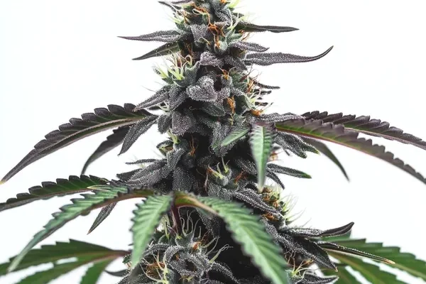 Head Band (Blimburn Seeds) – offizielles Produktbild