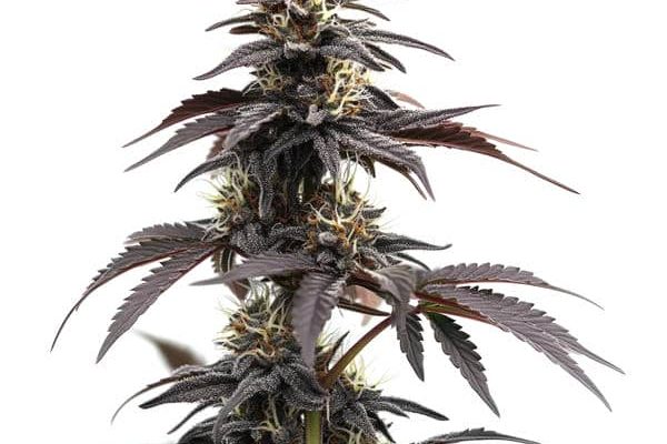 Head Band Auto (Blimburn Seeds) – offizielles Produktbild