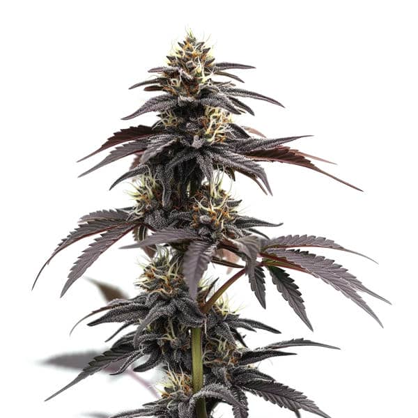 Head Band Auto (Blimburn Seeds) – offizielles Produktbild