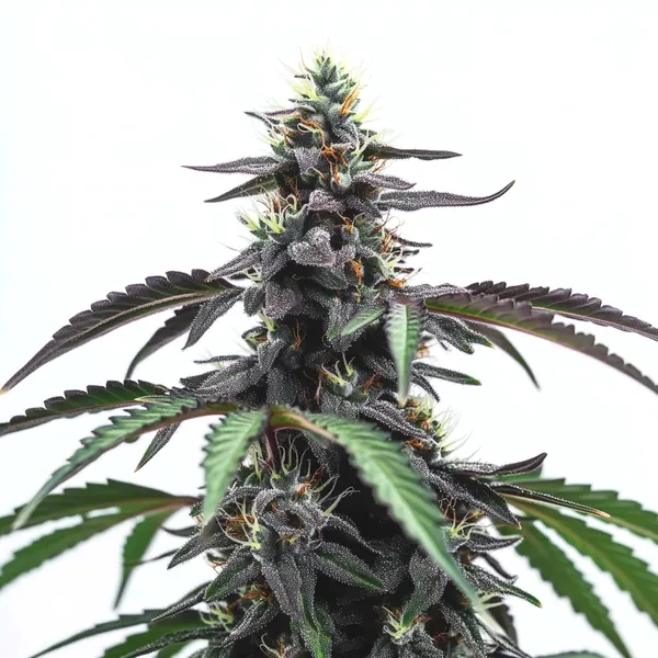 Head Band (Blimburn Seeds) – offizielles Produktbild