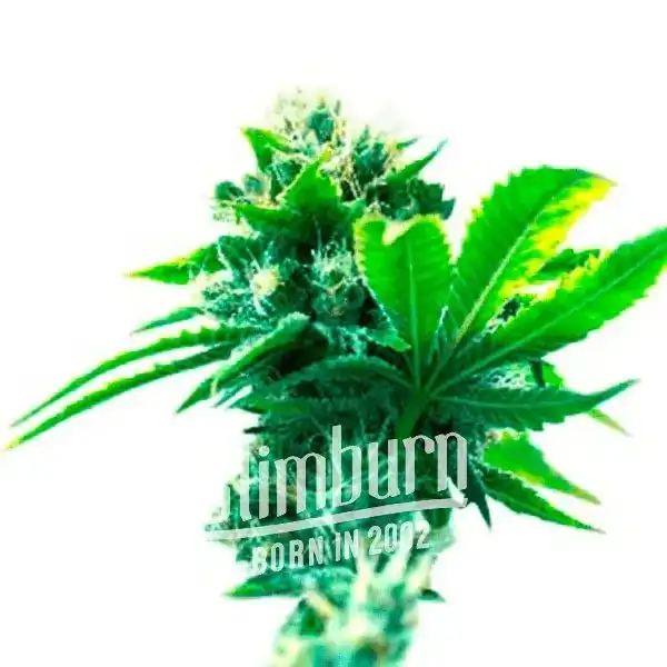 Hektol (Blimburn Seeds) – offizielles Produktbild