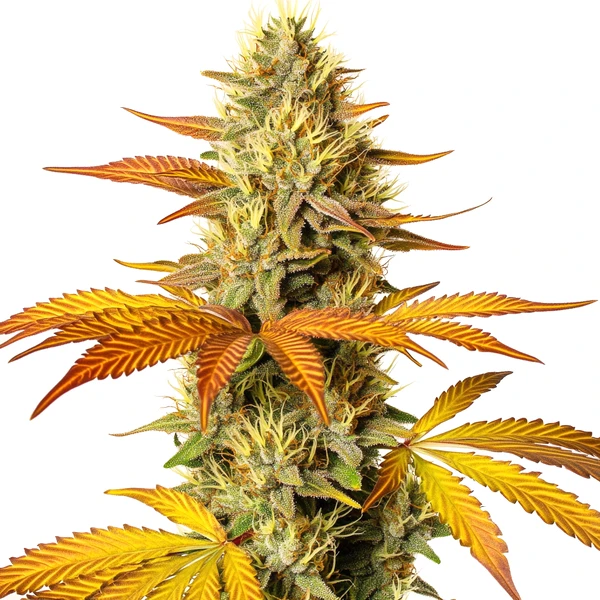 Hellfire Schnellversion (Blimburn Seeds) – offizielles Produktbild