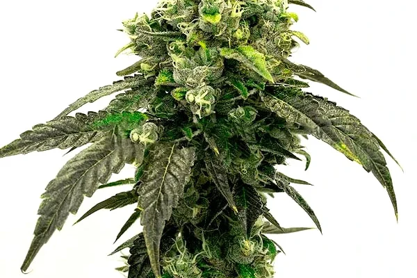 Hindu Kush (Blimburn Seeds) – offizielles Produktbild