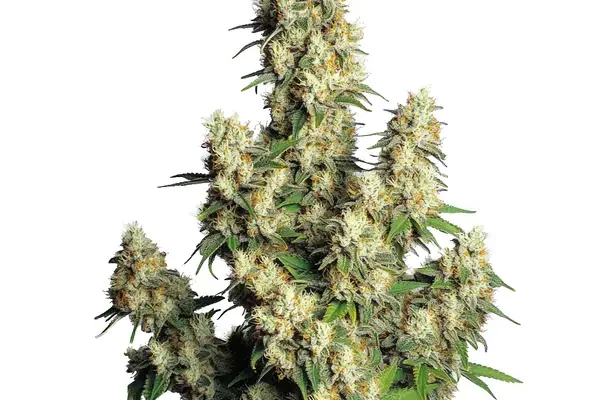 Hindu Kush Auto (Blimburn Seeds) – offizielles Produktbild