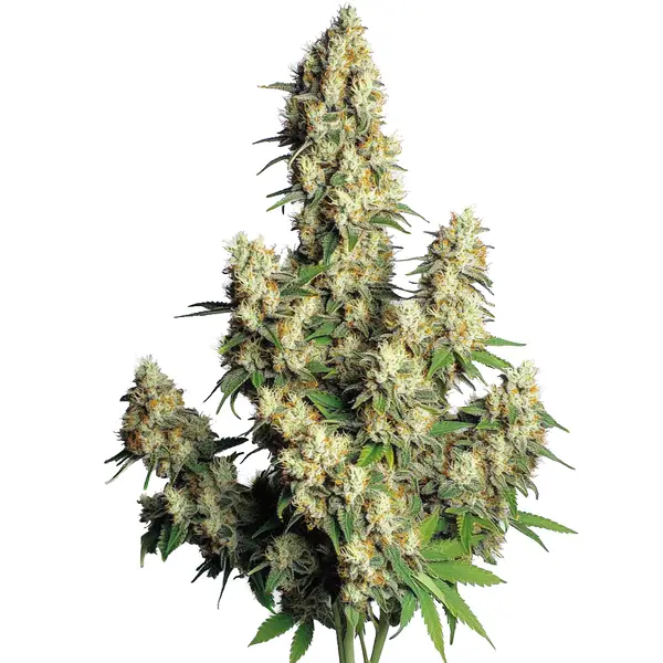 Hindu Kush Auto (Blimburn Seeds) – offizielles Produktbild