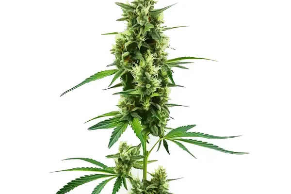 Hindu Kush Regulär (Blimburn Seeds) – offizielles Produktbild