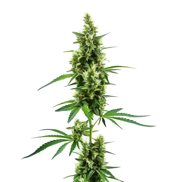 Hindu Kush Regulär (Blimburn Seeds) – offizielles Produktbild
