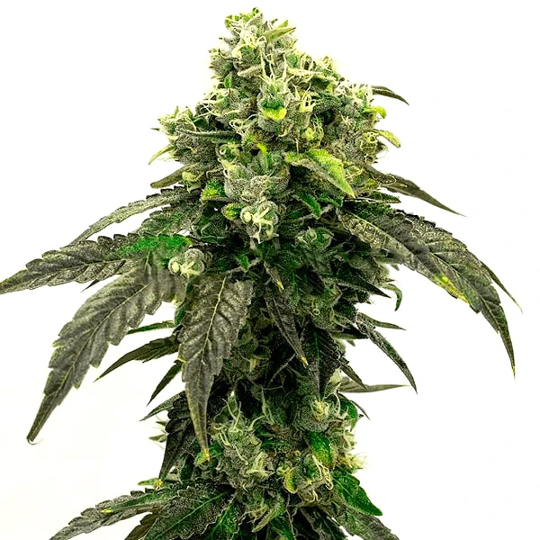 Hindu Kush (Blimburn Seeds) – offizielles Produktbild