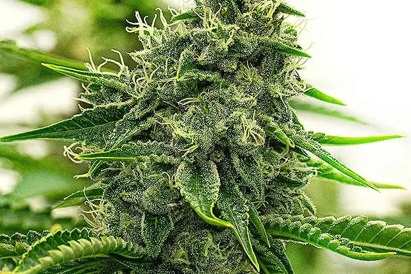 Hippo High (Blimburn Seeds) – offizielles Produktbild