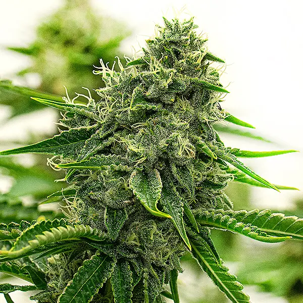 Hippo High (Blimburn Seeds) – offizielles Produktbild