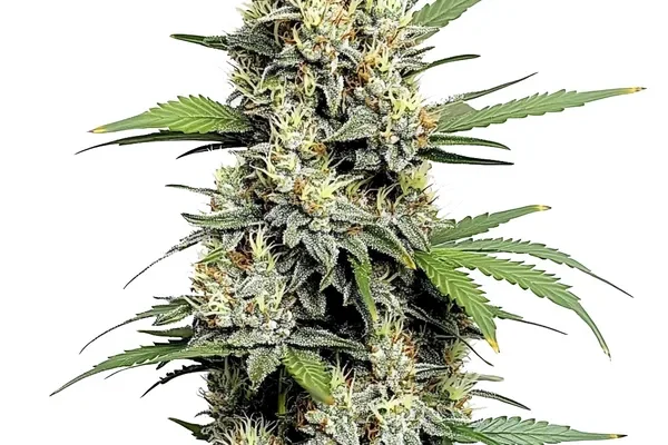 Honey Buns (Blimburn Seeds) – offizielles Produktbild