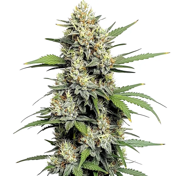 Honey Buns (Blimburn Seeds) – offizielles Produktbild