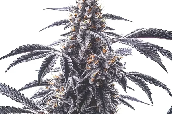 Horchata (Blimburn Seeds) – offizielles Produktbild
