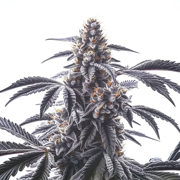 Horchata (Blimburn Seeds) – offizielles Produktbild