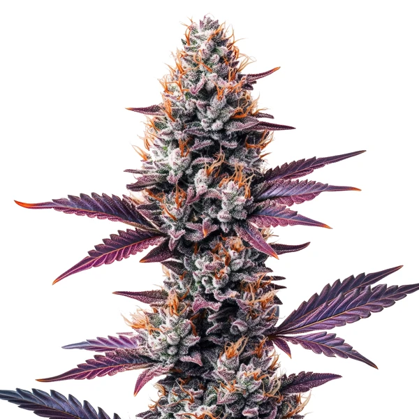 Humboldt (Blimburn Seeds) – offizielles Produktbild