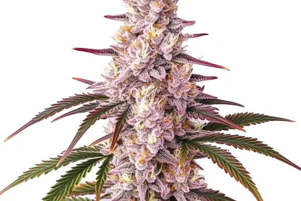 Ice Cream Cake (Blimburn Seeds) – offizielles Produktbild