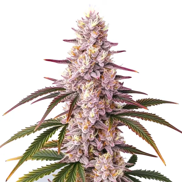Ice Cream Cake (Blimburn Seeds) – offizielles Produktbild