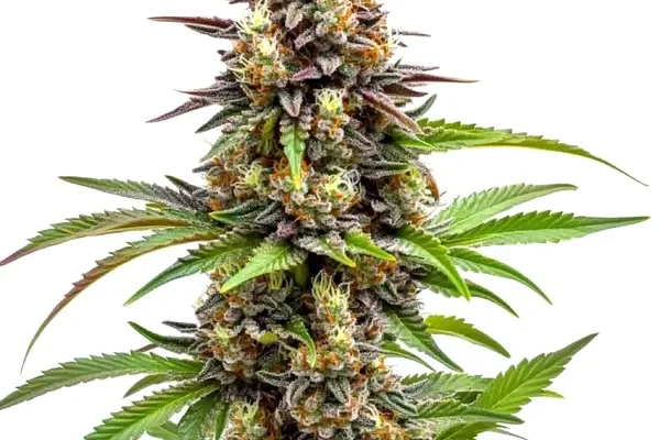 Ice Cream x SFV OG (Blimburn Seeds) – offizielles Produktbild