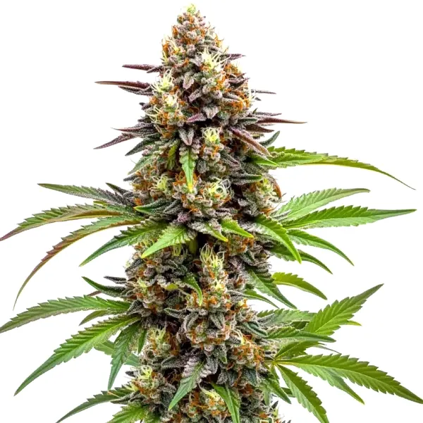 Ice Cream x SFV OG (Blimburn Seeds) – offizielles Produktbild