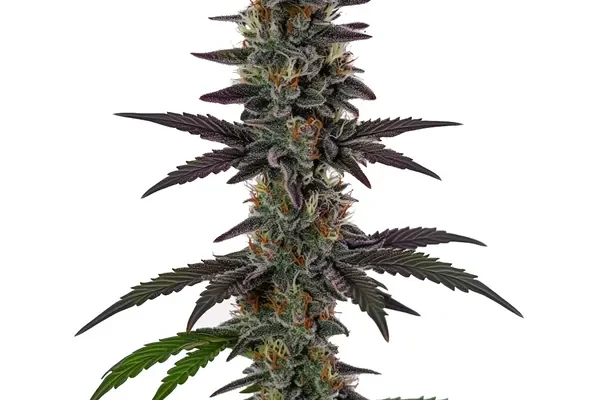 Illemonati (Blimburn Seeds) – offizielles Produktbild