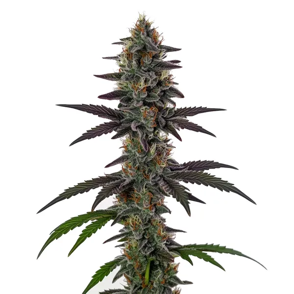 Illemonati (Blimburn Seeds) – offizielles Produktbild