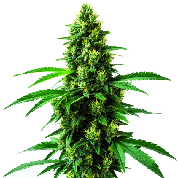 Irish Cream (Blimburn Seeds) – offizielles Produktbild