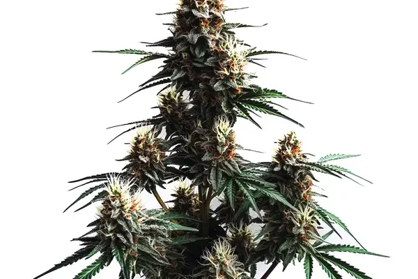 Jack Herer Auto (Blimburn Seeds) – offizielles Produktbild
