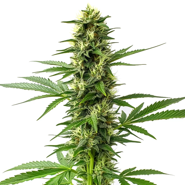 Jack Herer Regulär (Blimburn Seeds) – offizielles Produktbild