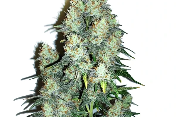 Jack Herer x Cinderella 99 Auto (Blimburn Seeds) – offizielles Produktbild