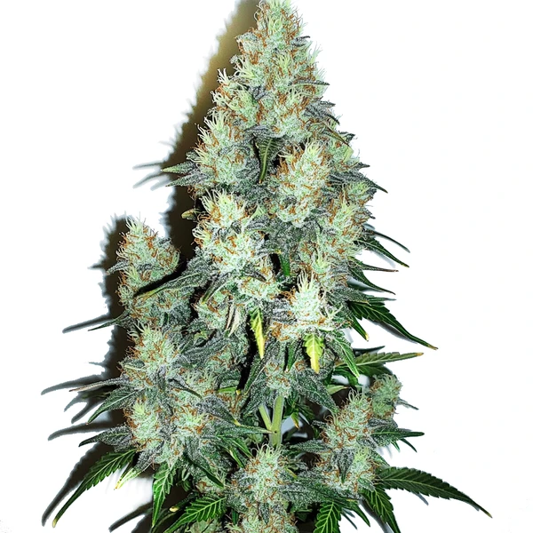 Jack Herer x Cinderella 99 Auto (Blimburn Seeds) – offizielles Produktbild