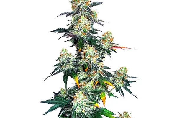 Jack Herer x Gorilla Glue Auto (Blimburn Seeds) – offizielles Produktbild