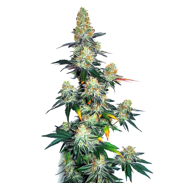 Jack Herer x Gorilla Glue Auto (Blimburn Seeds) – offizielles Produktbild