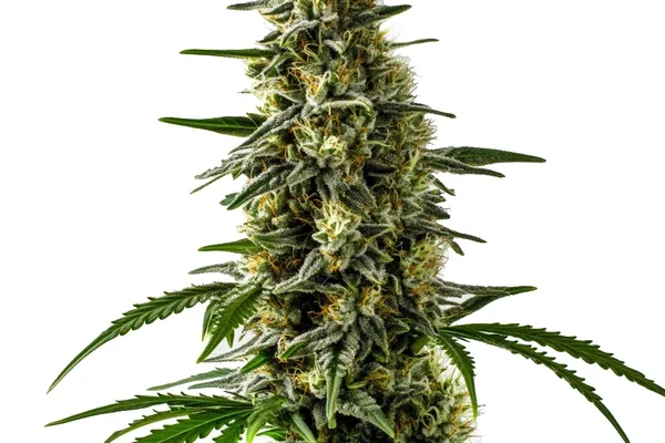 Jack Herer x Skunk (Blimburn Seeds) – offizielles Produktbild