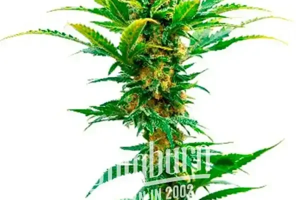 Jack Herer x White Widow Auto (Blimburn Seeds) – offizielles Produktbild