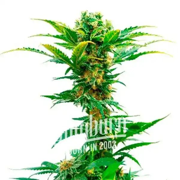 Jack Herer x White Widow Auto (Blimburn Seeds) – offizielles Produktbild